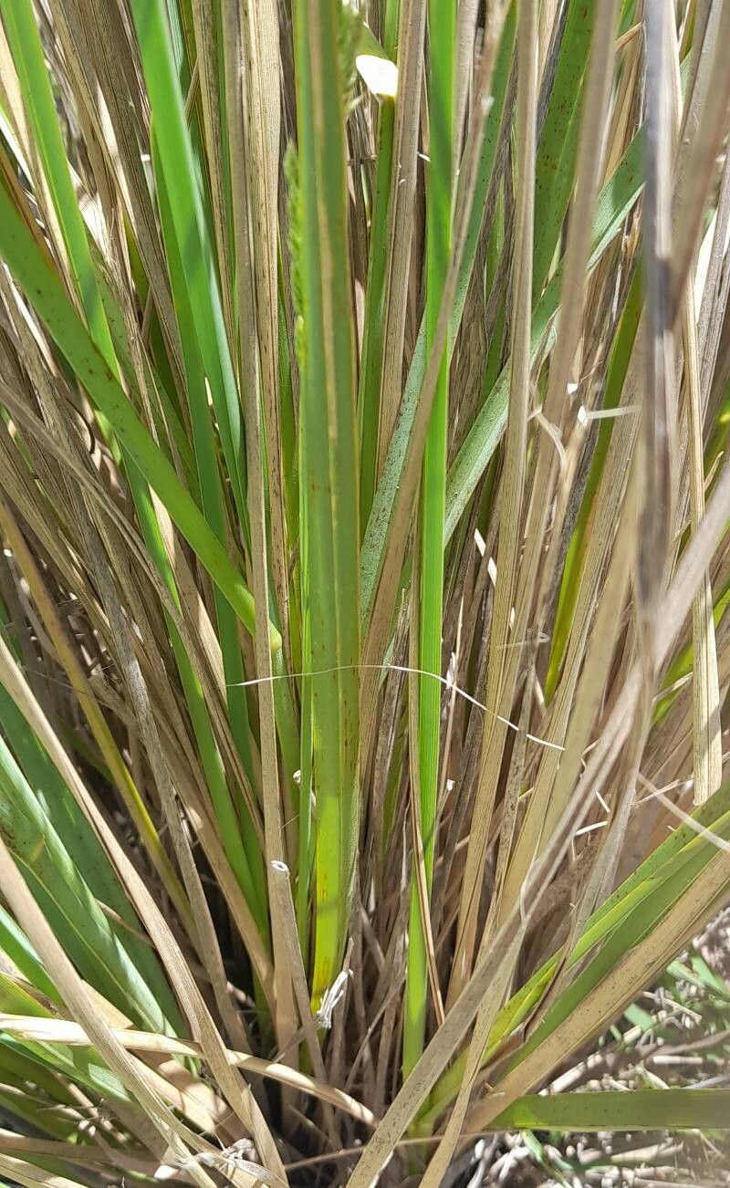 Poa stuckertii — search result for 'Poa'