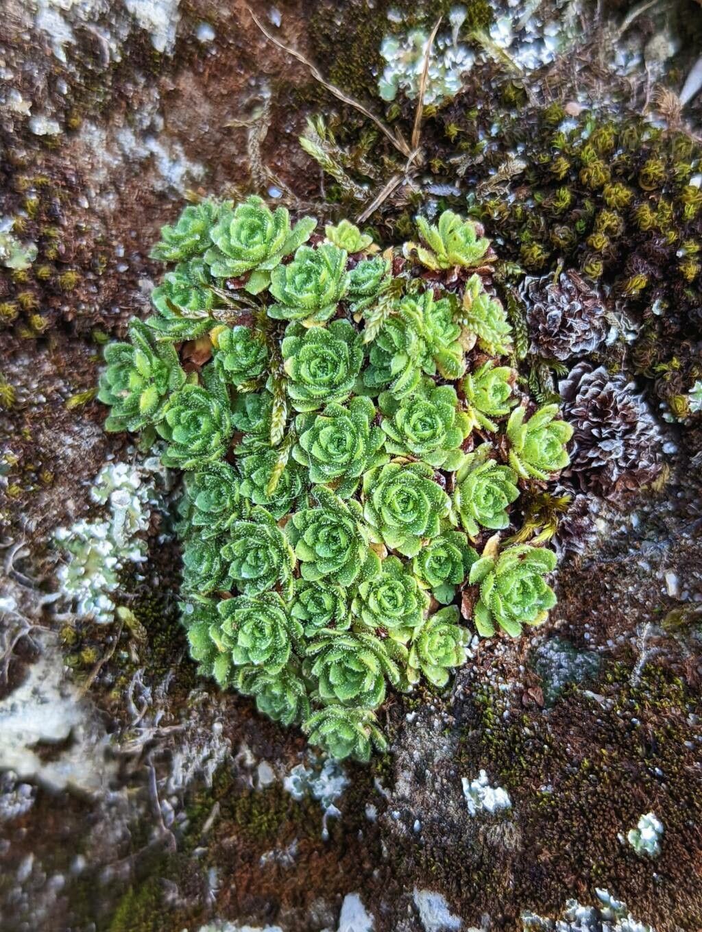Saxifraga spruneri — search result for 'Saxifraga'