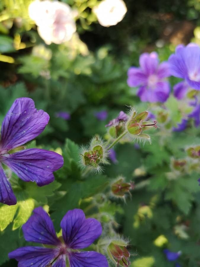 Geranium x magnificum fruit
