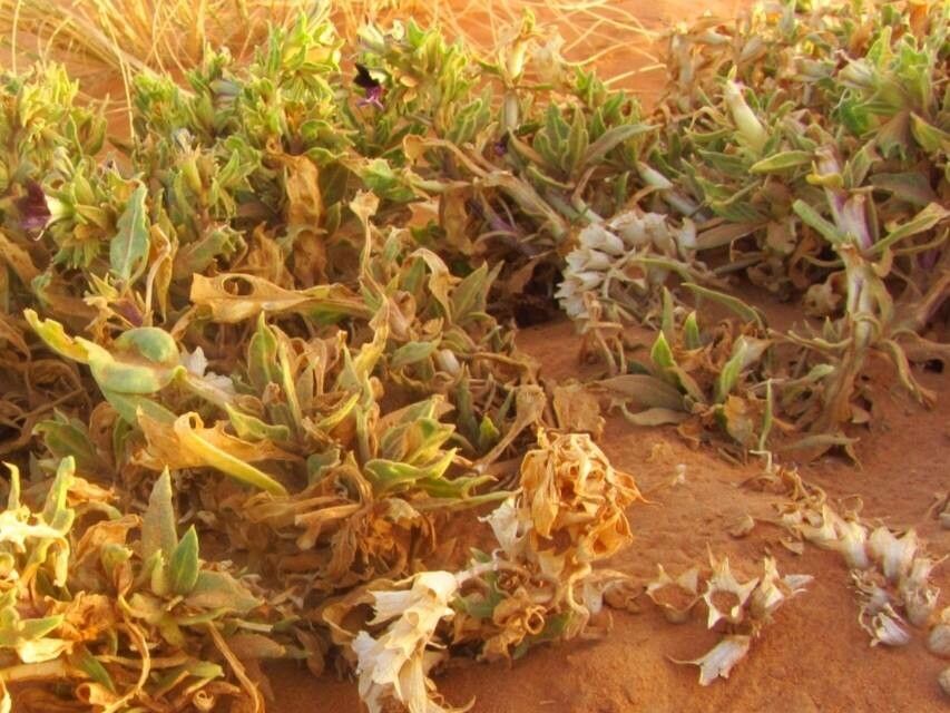 Hyoscyamus muticus leaf