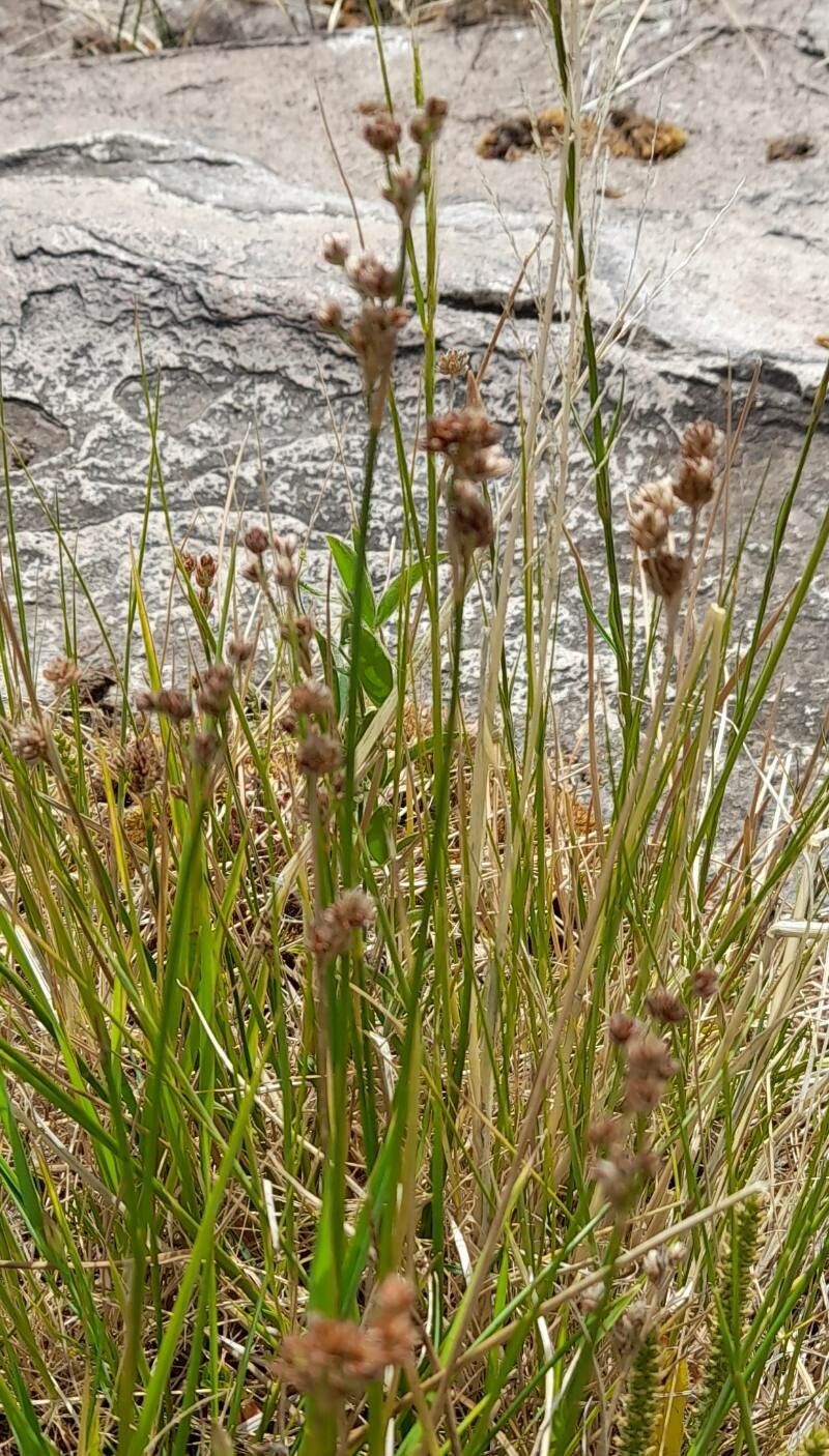 Juncus microcephalus habit