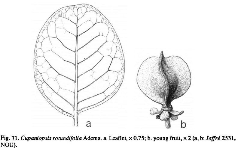 Cupaniopsis rotundifolia — search result for 'Cupaniopsis'