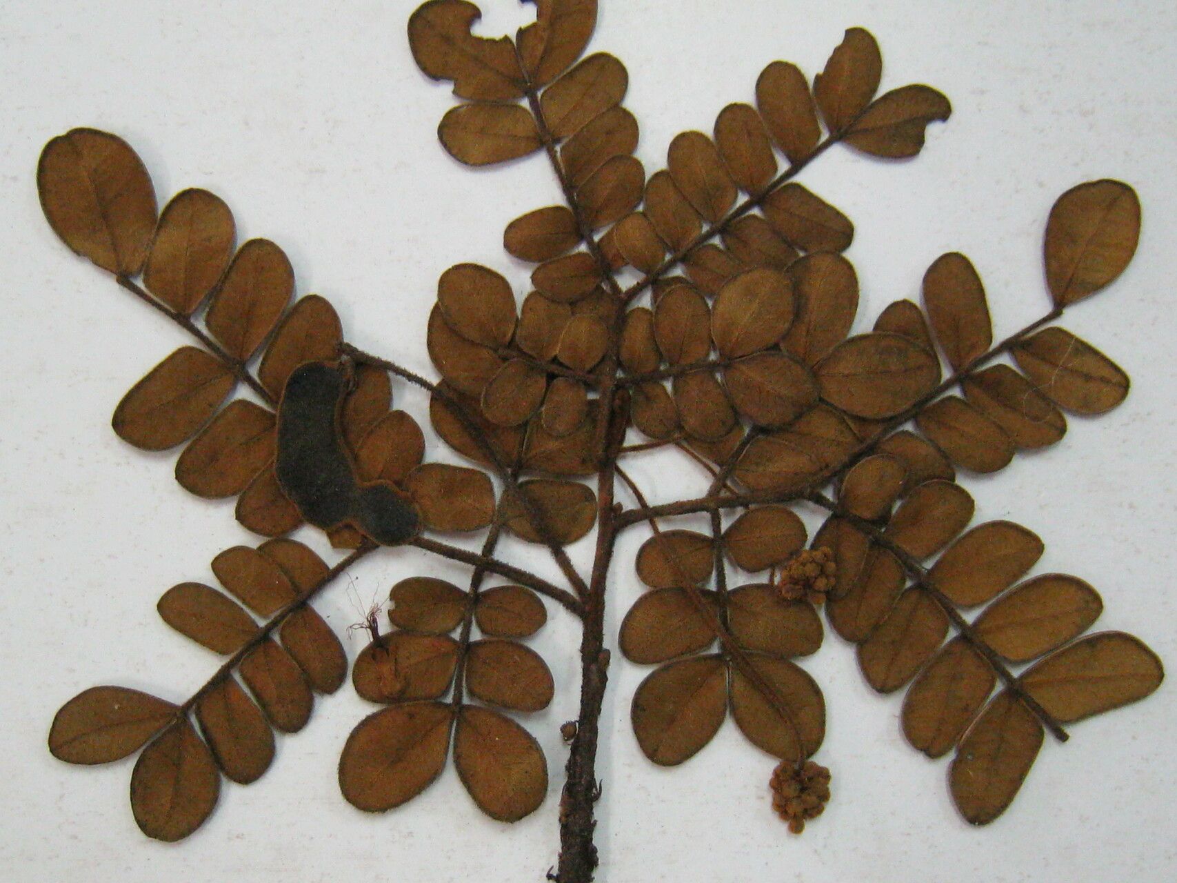 Jupunba ferruginea fruit