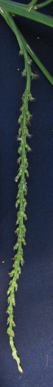 Acalypha radinostachya other