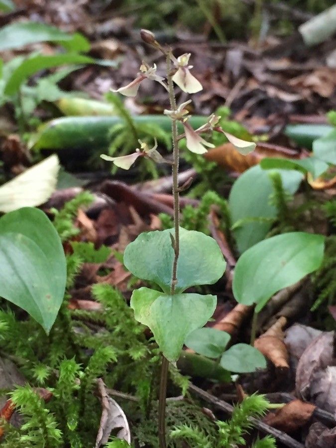 Listera smallii — related species from the same genus