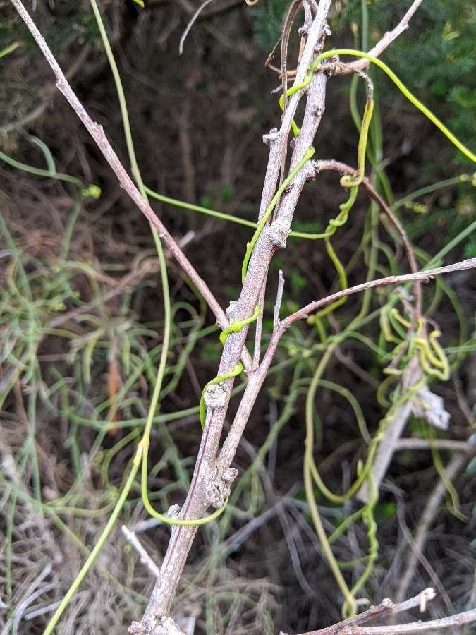 Cassytha glabella — search result for 'Lauraceae'