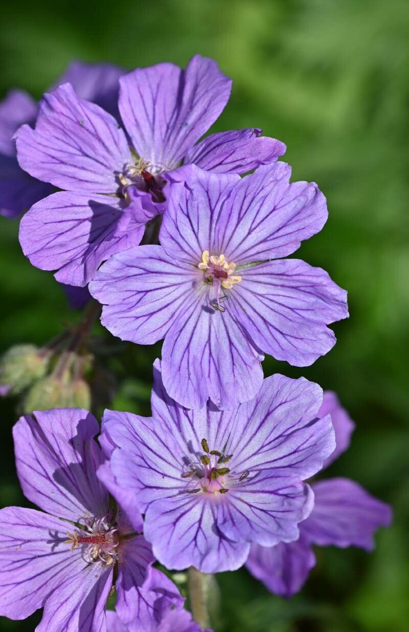 Geranium malviflorum flower