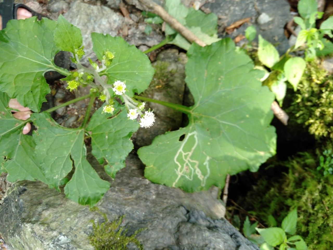 Adenocaulon himalaicum flower