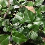 Ligustrum sinense