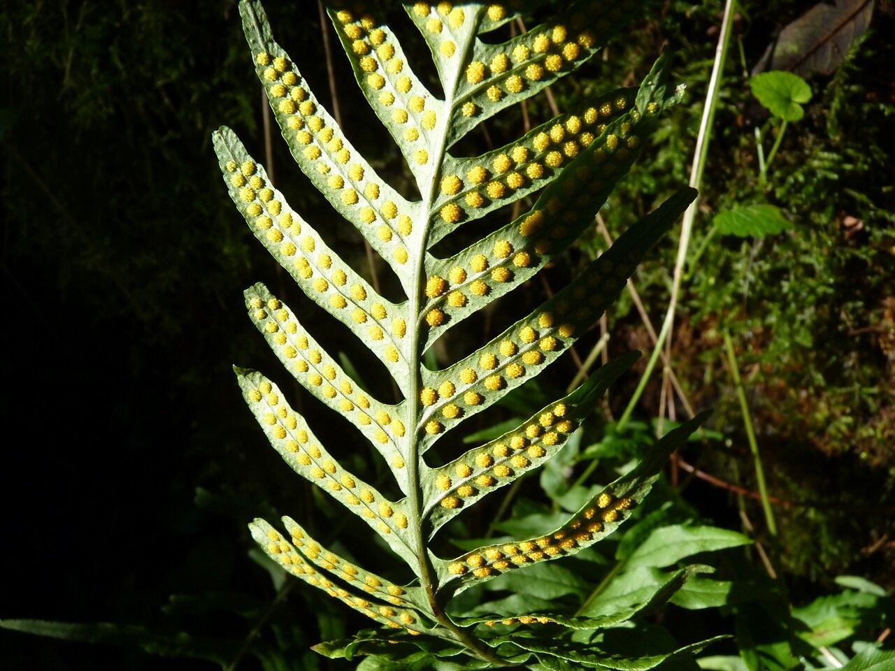 Polypodium interjectum fruit