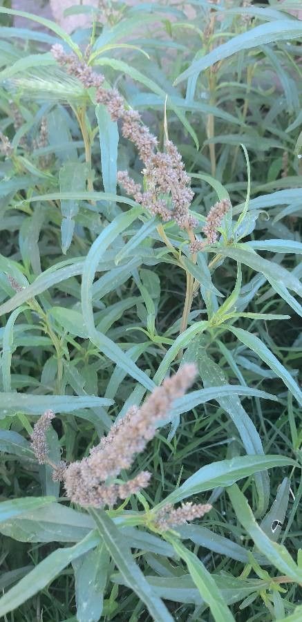 Amaranthus muricatus flower