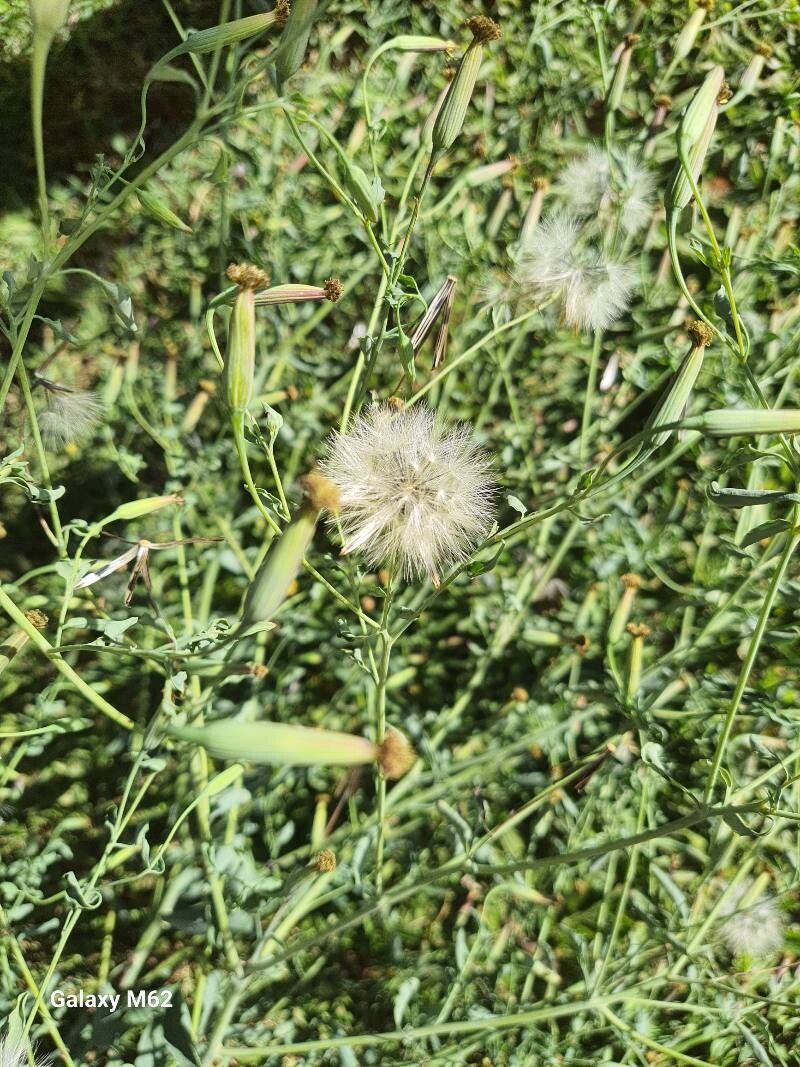Porophyllum lanceolatum fruit