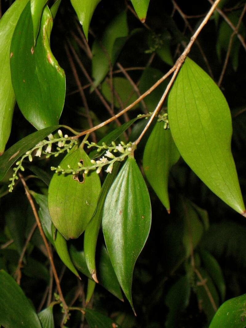 Trochocarpa laurina flower
