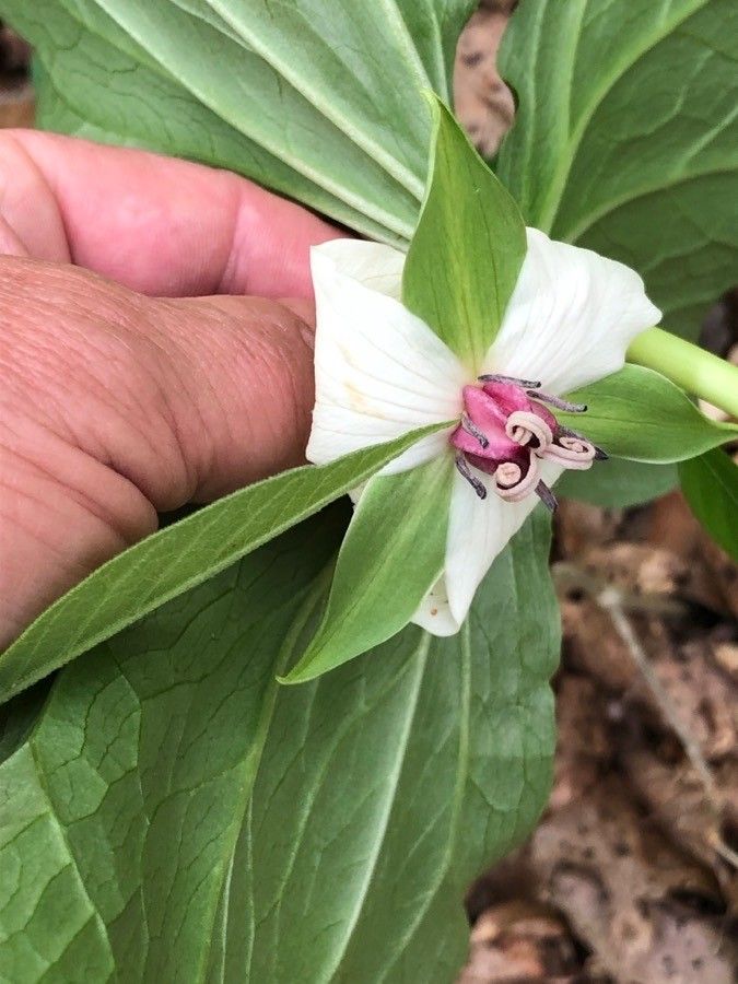 Trillium flexipes flower