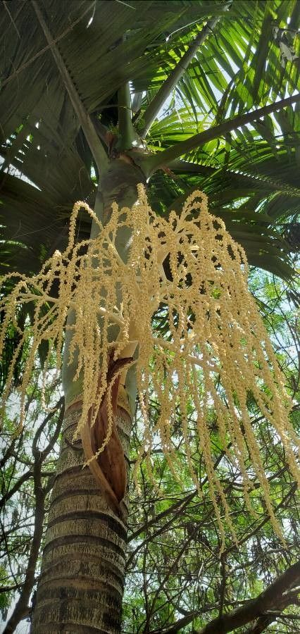 Archontophoenix cunninghamiana flower