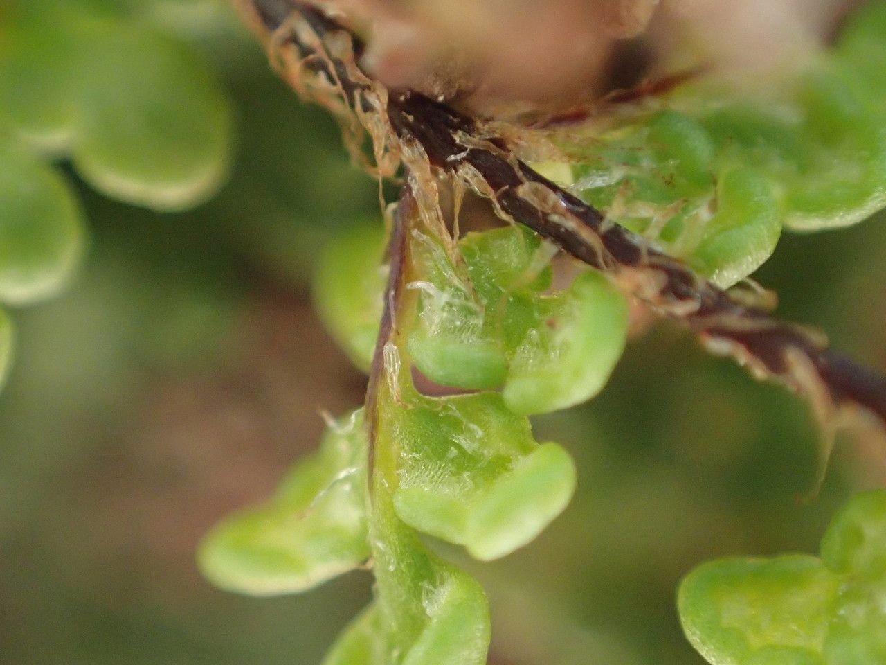 Hemionitis acrostica fruit