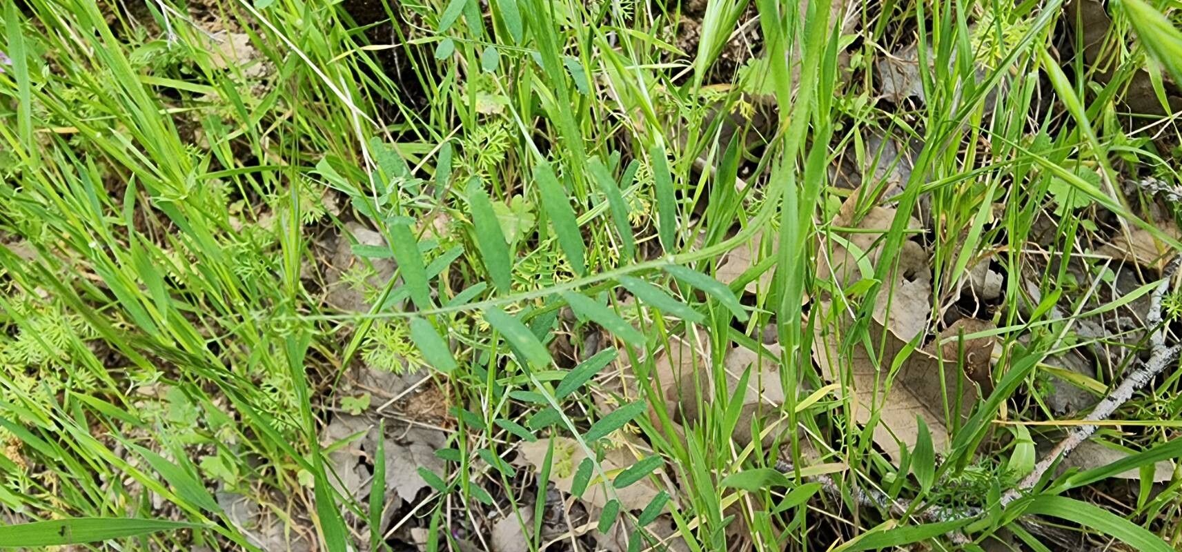 Vicia michauxii — houseplant care guide