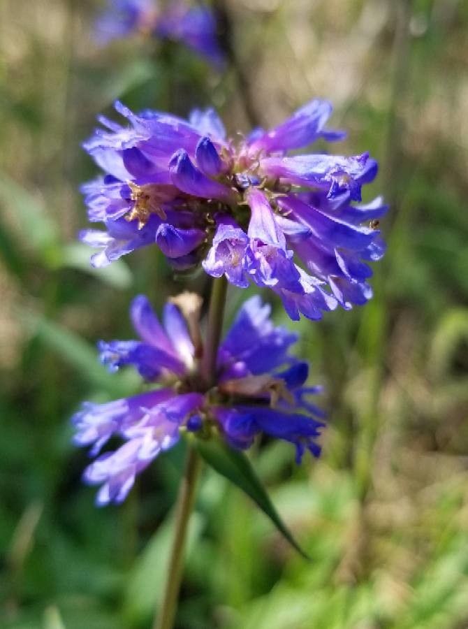 Penstemon procerus flower
