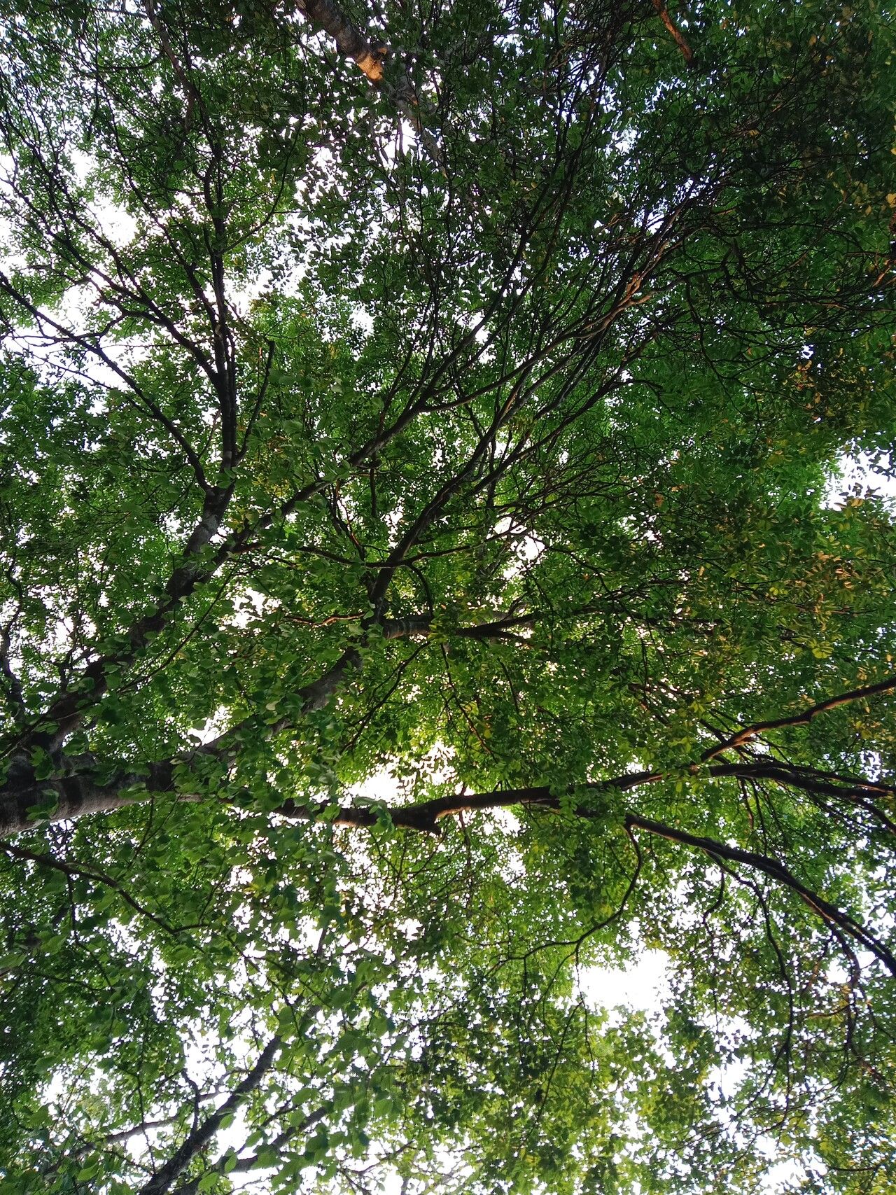 Dialium cochinchinense habit