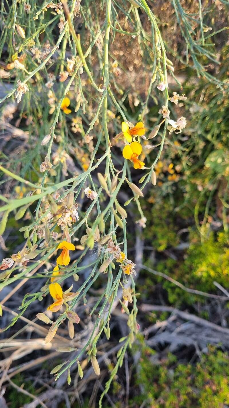 Jacksonia sternbergiana flower