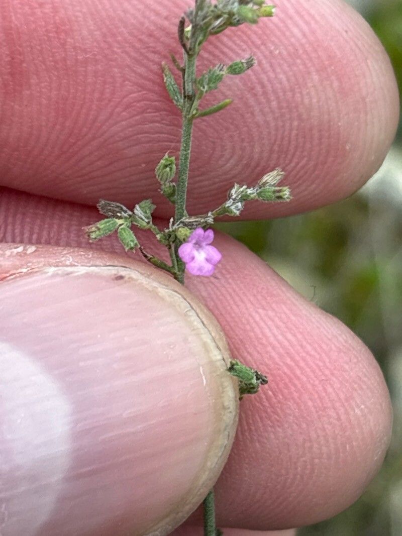 Micromeria cremnophila — related species from the same genus