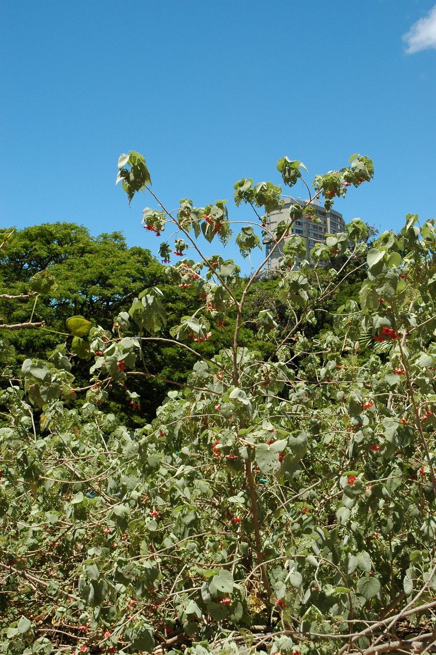Abutilon menziesii habit