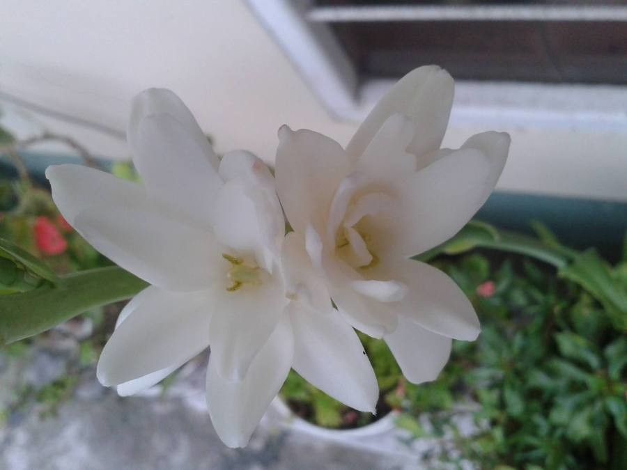 Polianthes tuberosa flower