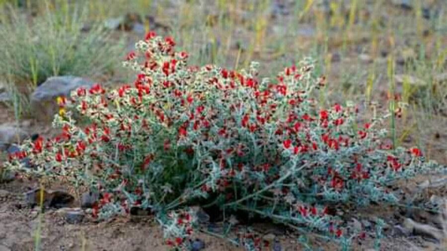 Lotus lanuginosus habit