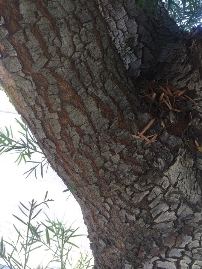 Podocarpus falcatus bark