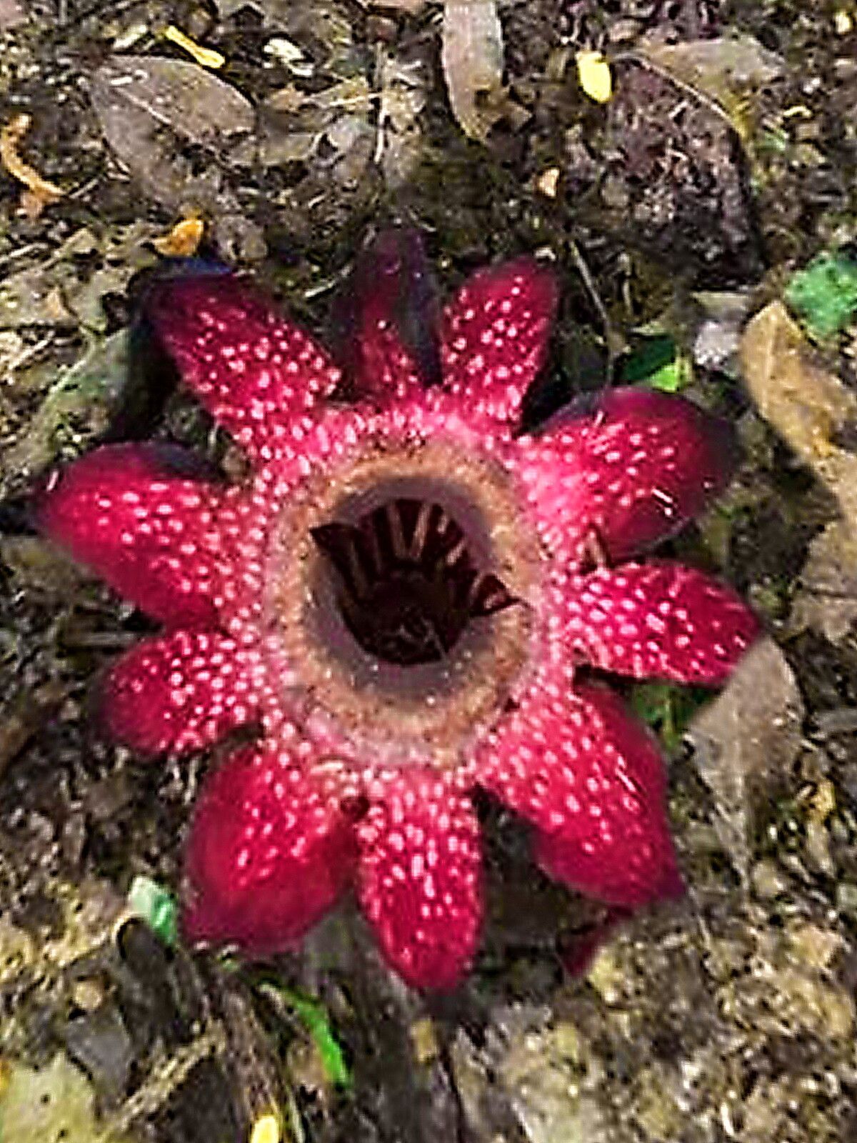 Sapria ram — related species from the same genus