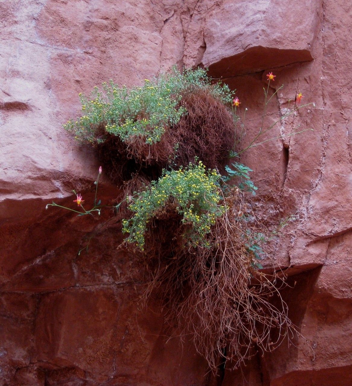 Aquilegia shockleyi leaf