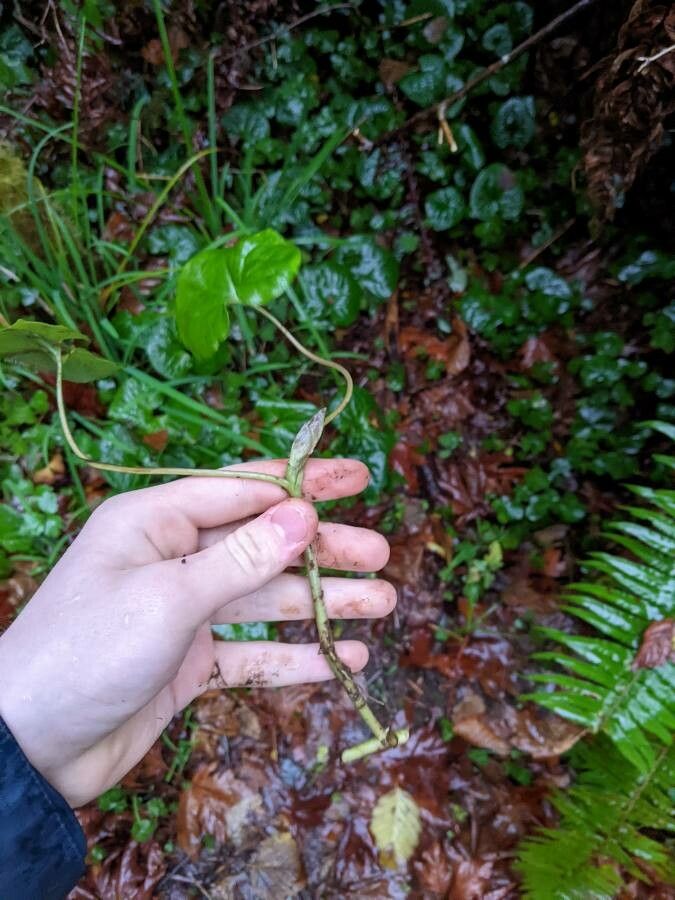 Asarum caudatum bark