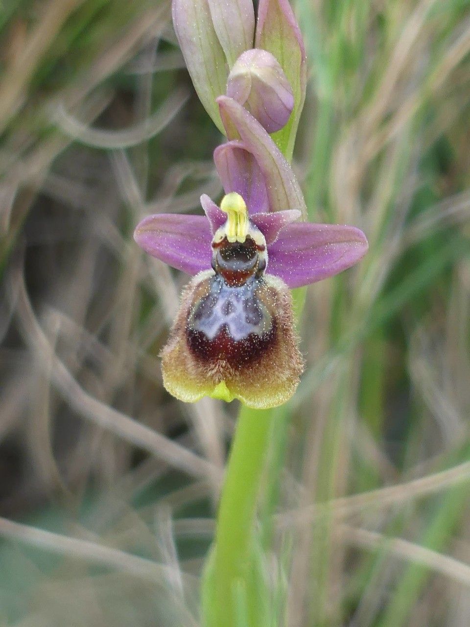 Ophrys × heraultii flower