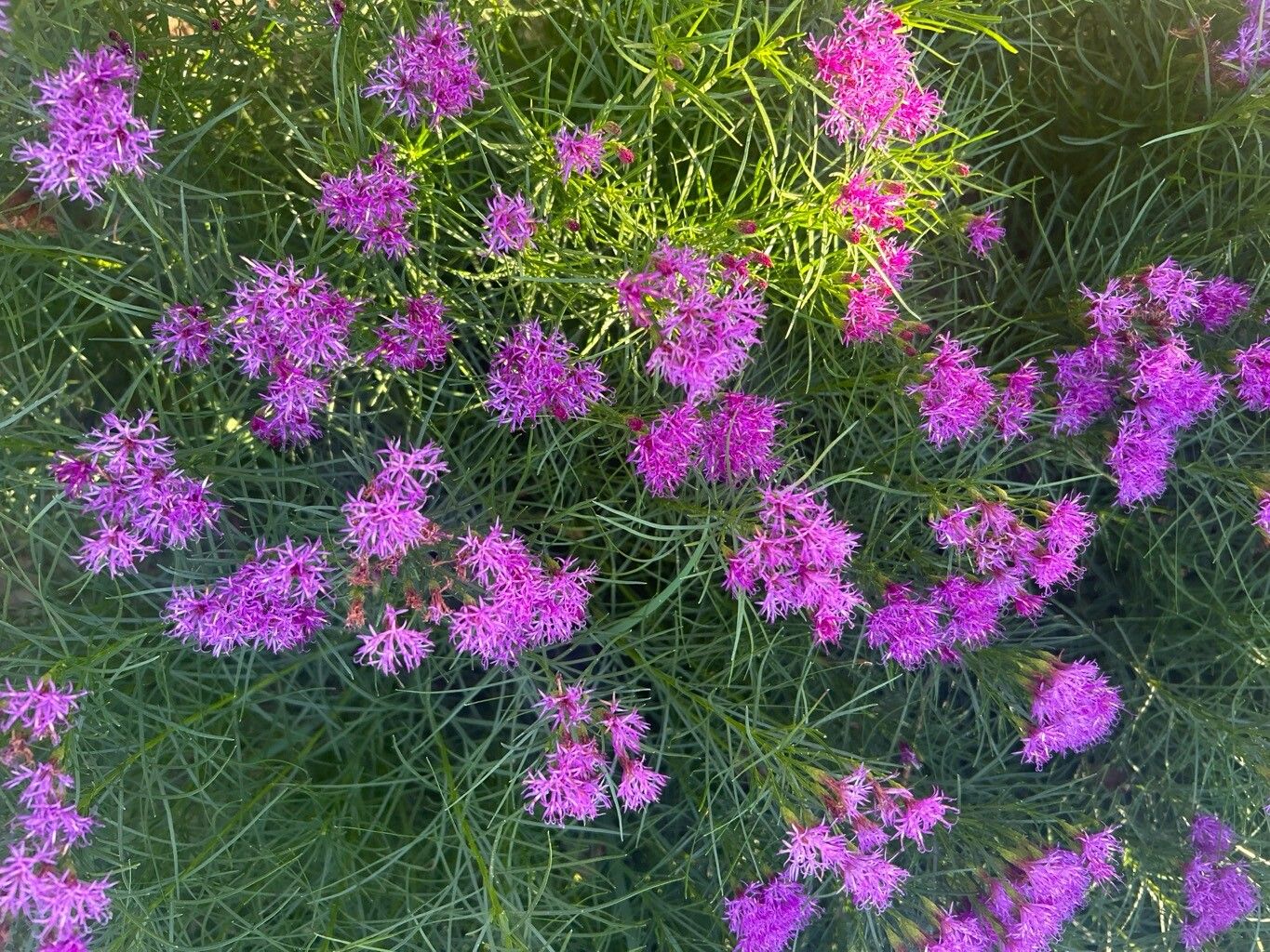 Vernonia lettermannii flower