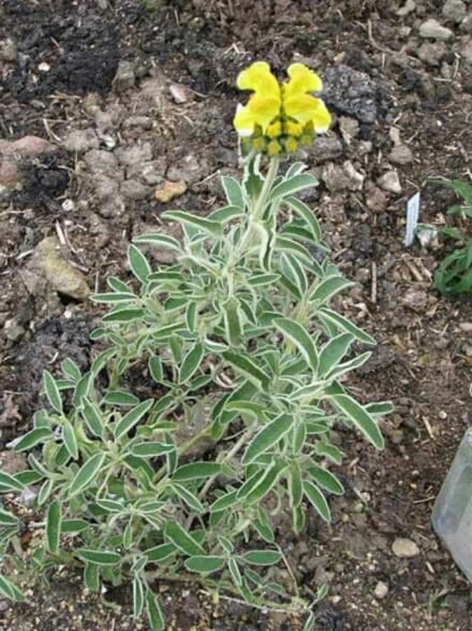 Phlomis kurdica — search result for 'Phlomis'