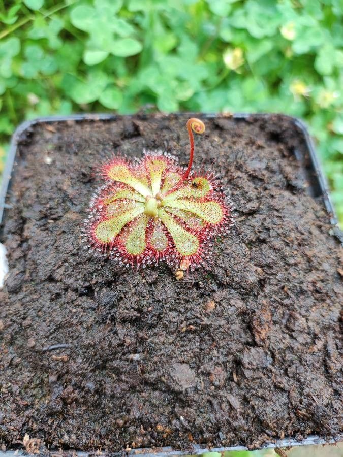 Drosera dielsiana leaf