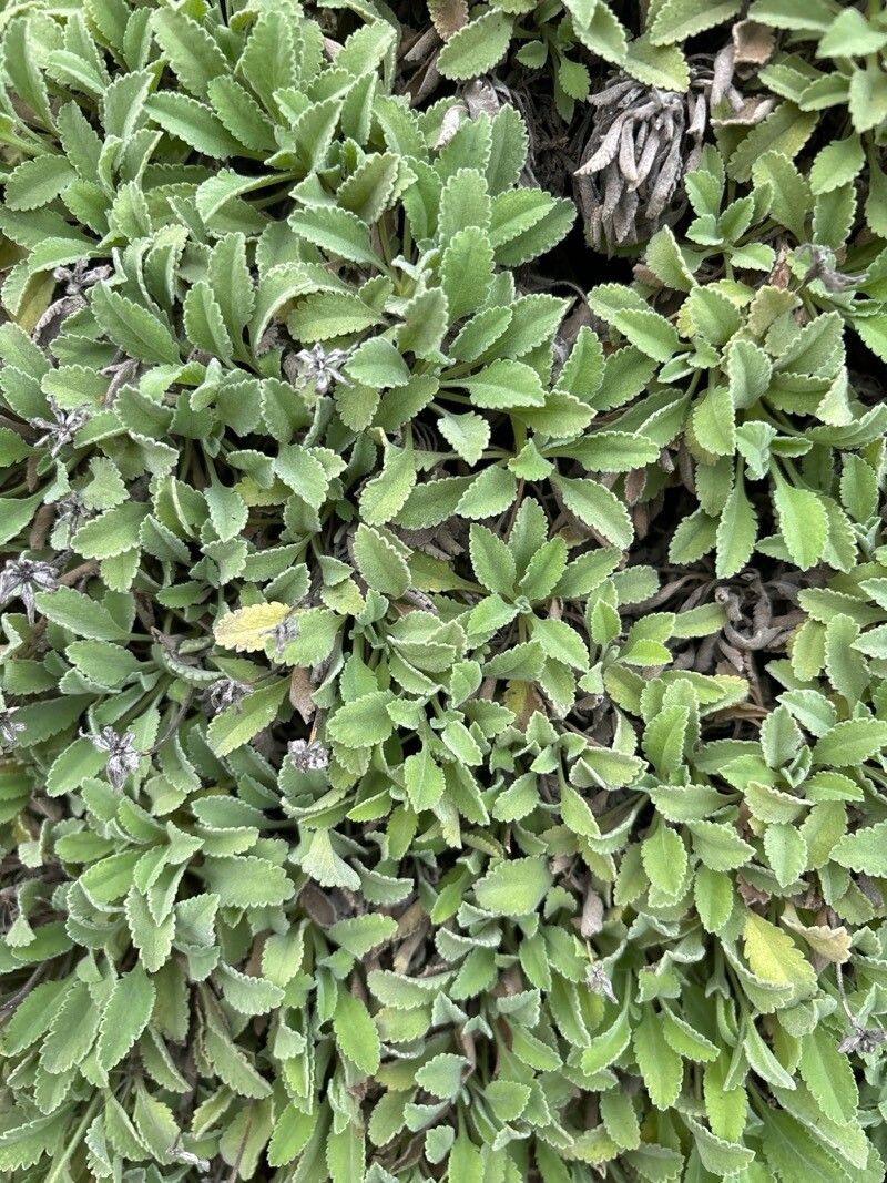 Pterocephalus pterocephala — houseplant care guide