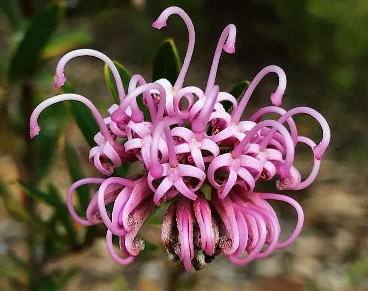Grevillea sericea flower