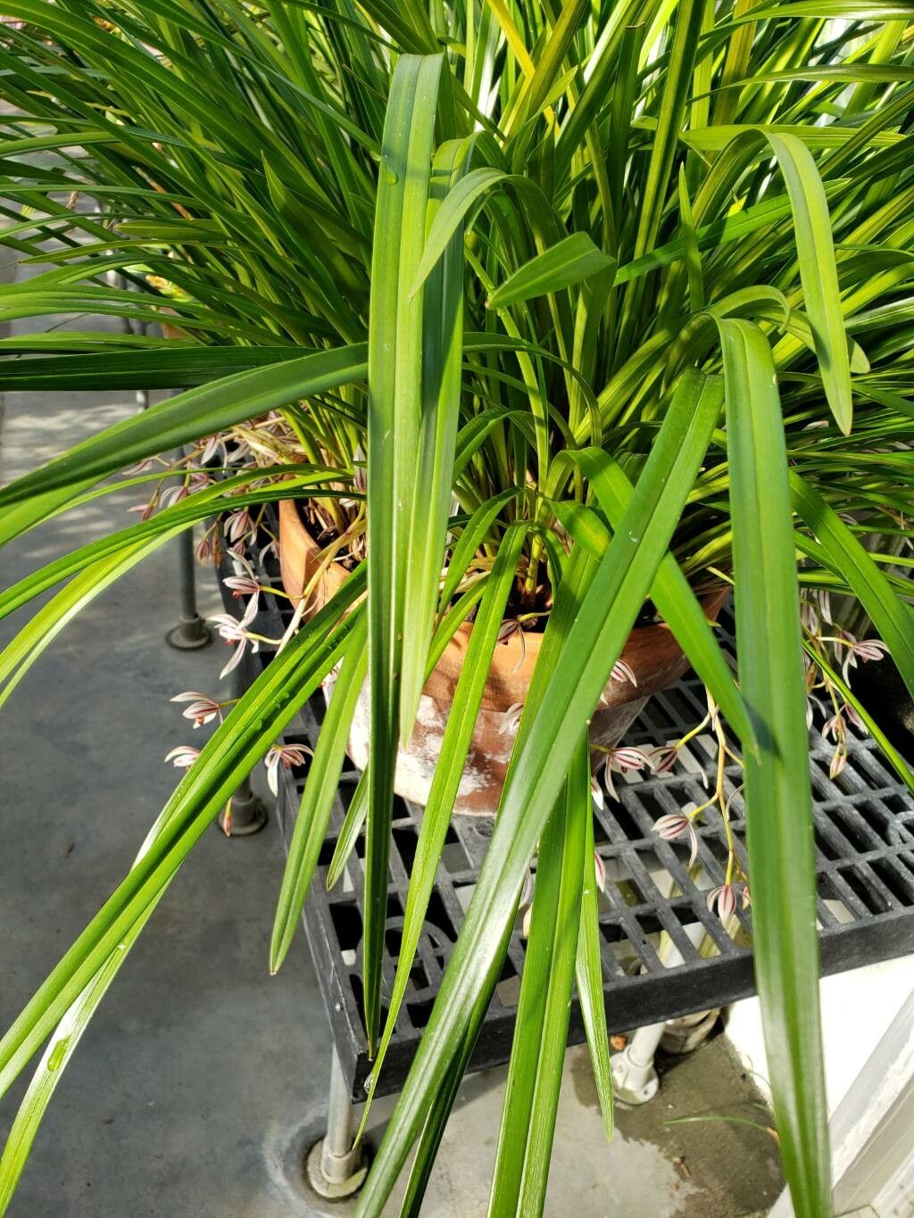 Cymbidium dayanum — search result for 'Cymbidium'