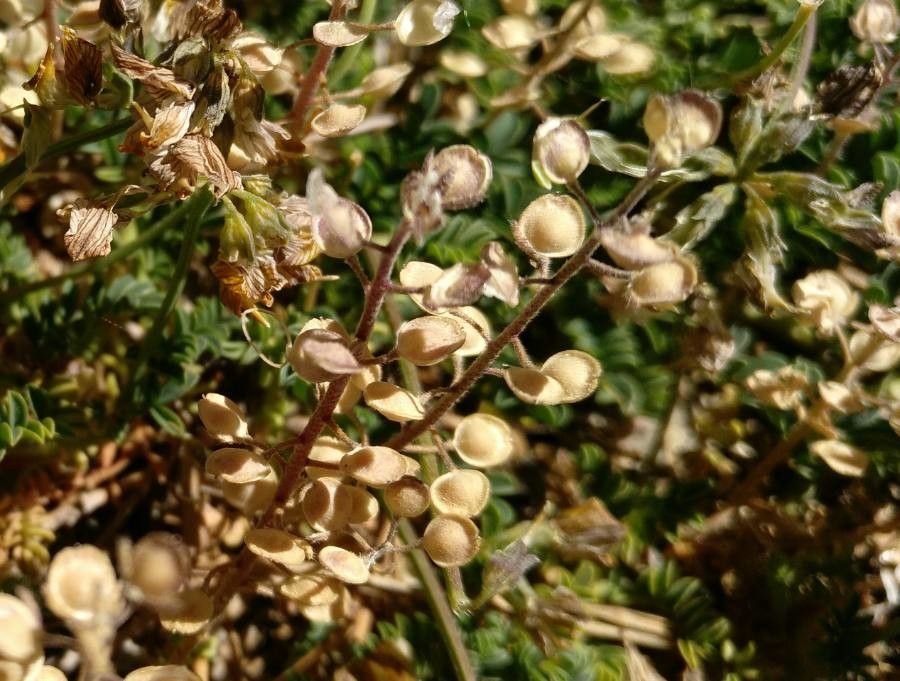 Hippocrepis prostrata fruit