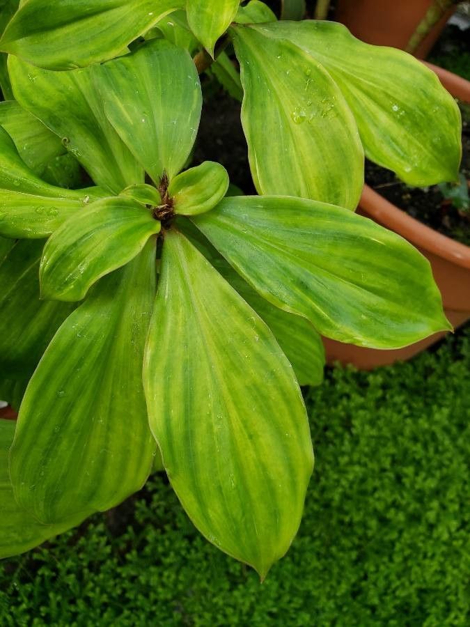 Chamaecostus cuspidatus — search result for 'Costaceae'