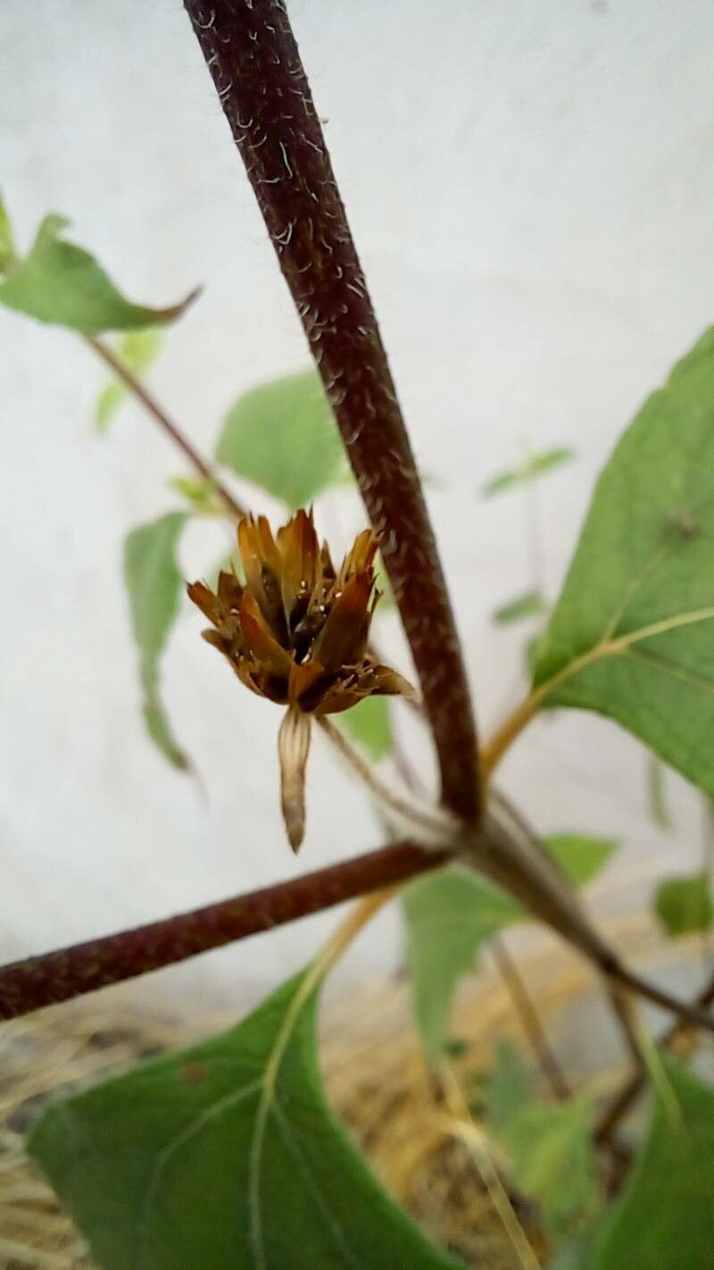 Blainvillea acmella fruit