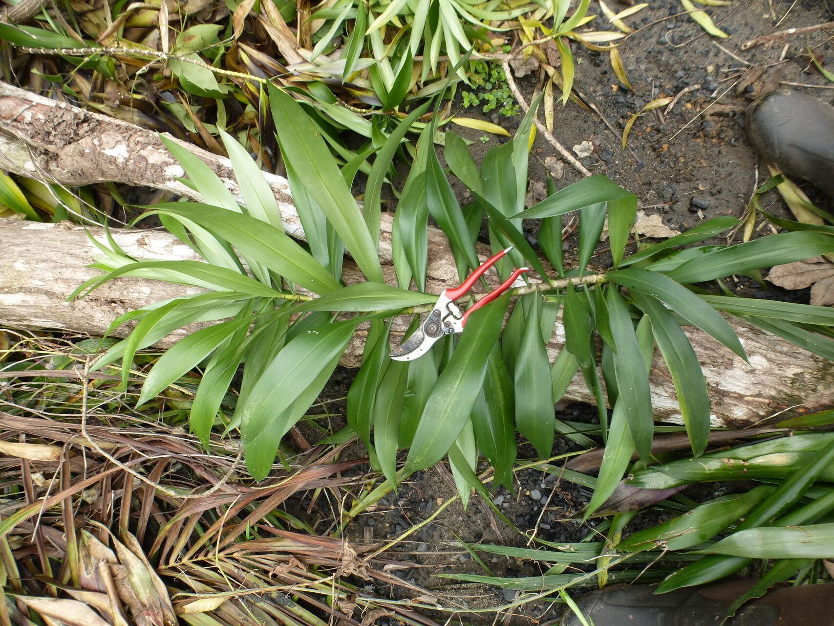 Dracaena perrottetii habit