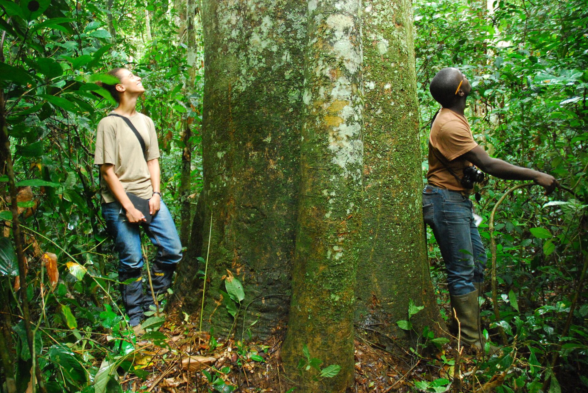 Prioria oxyphylla bark