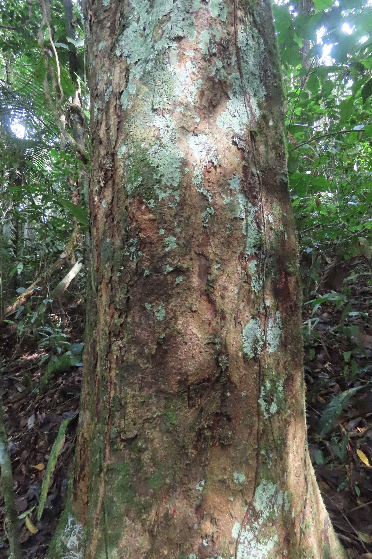 Cojoba catenata bark