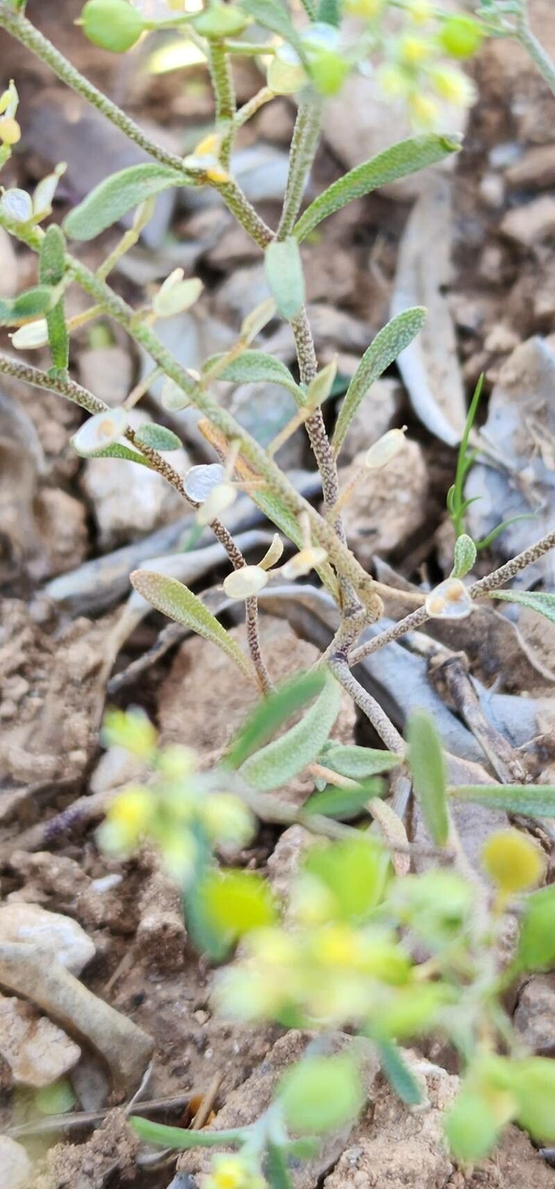 Meniocus linifolius bark