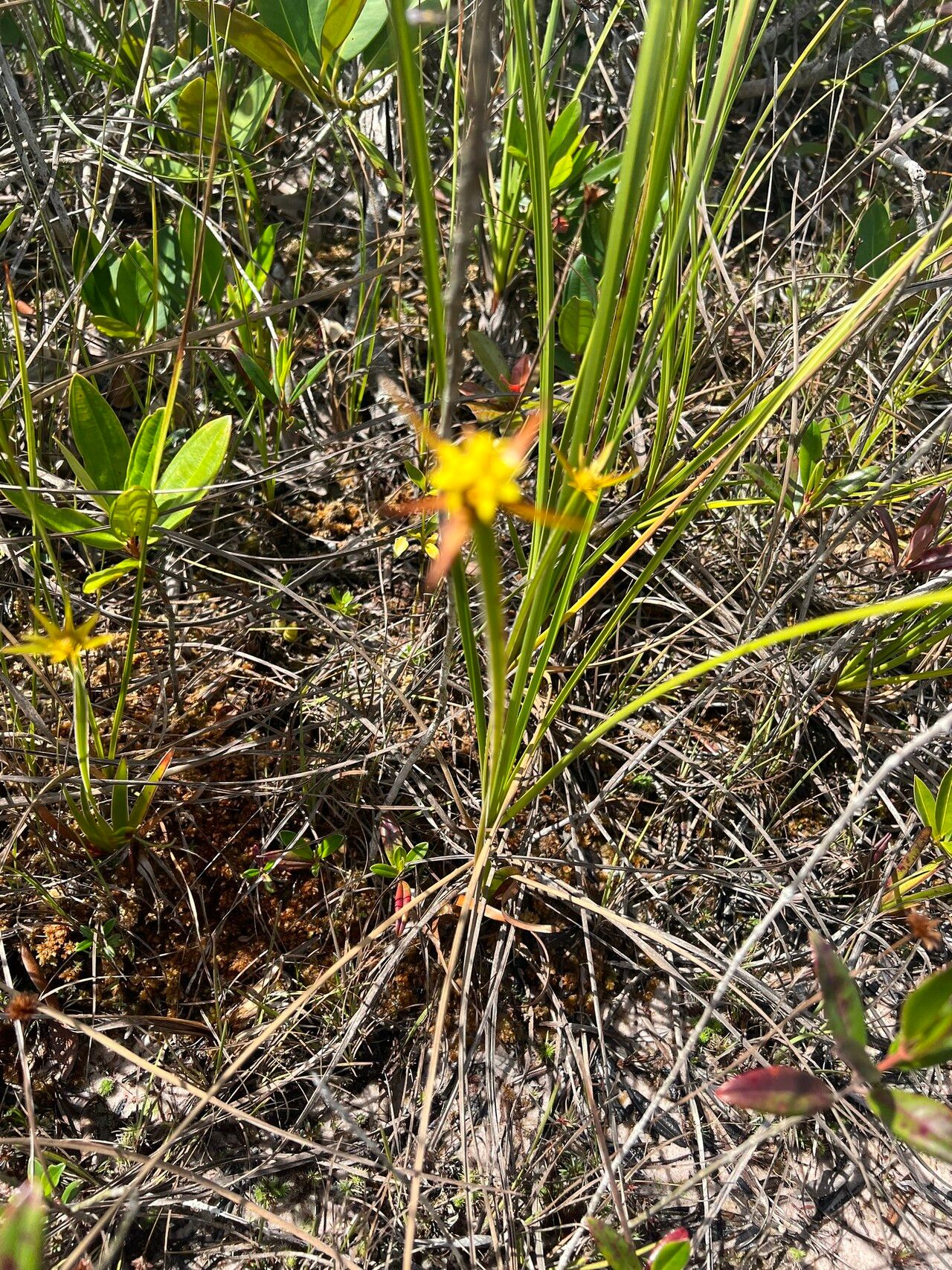 Xyris involucrata flower