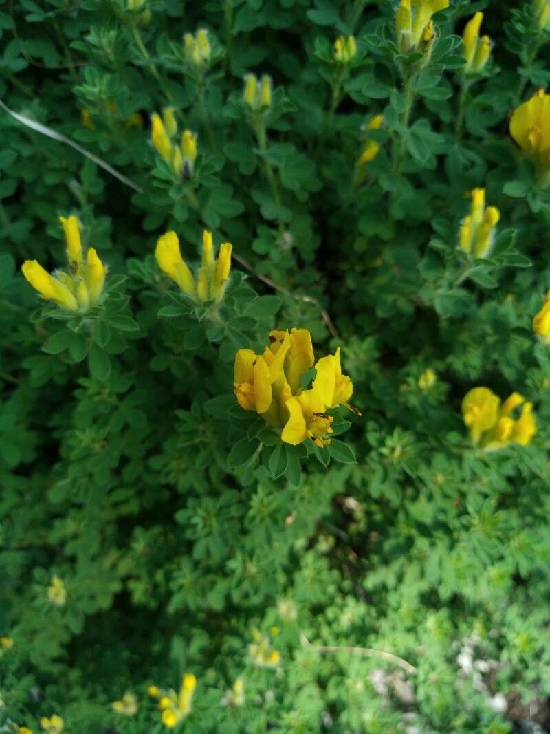 Cytisus supinus flower