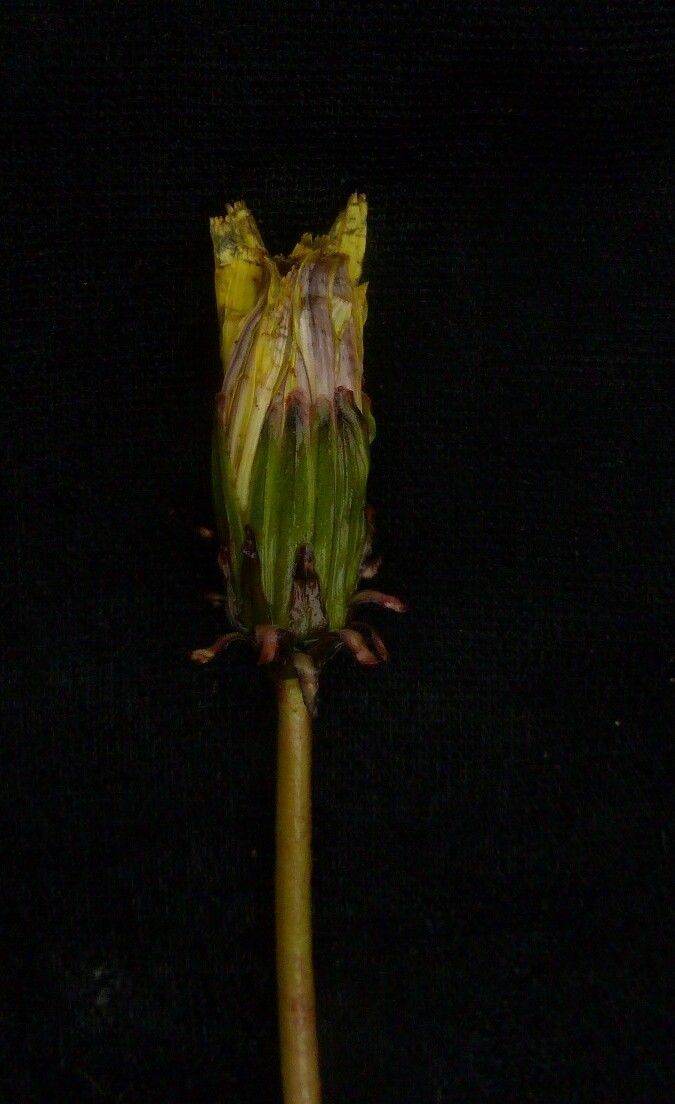 Taraxacum eriopodum habit