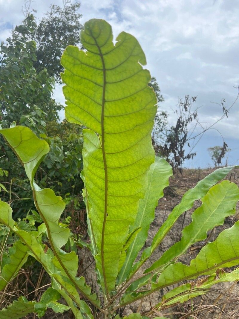 Anthocleista vogelii — houseplant care guide